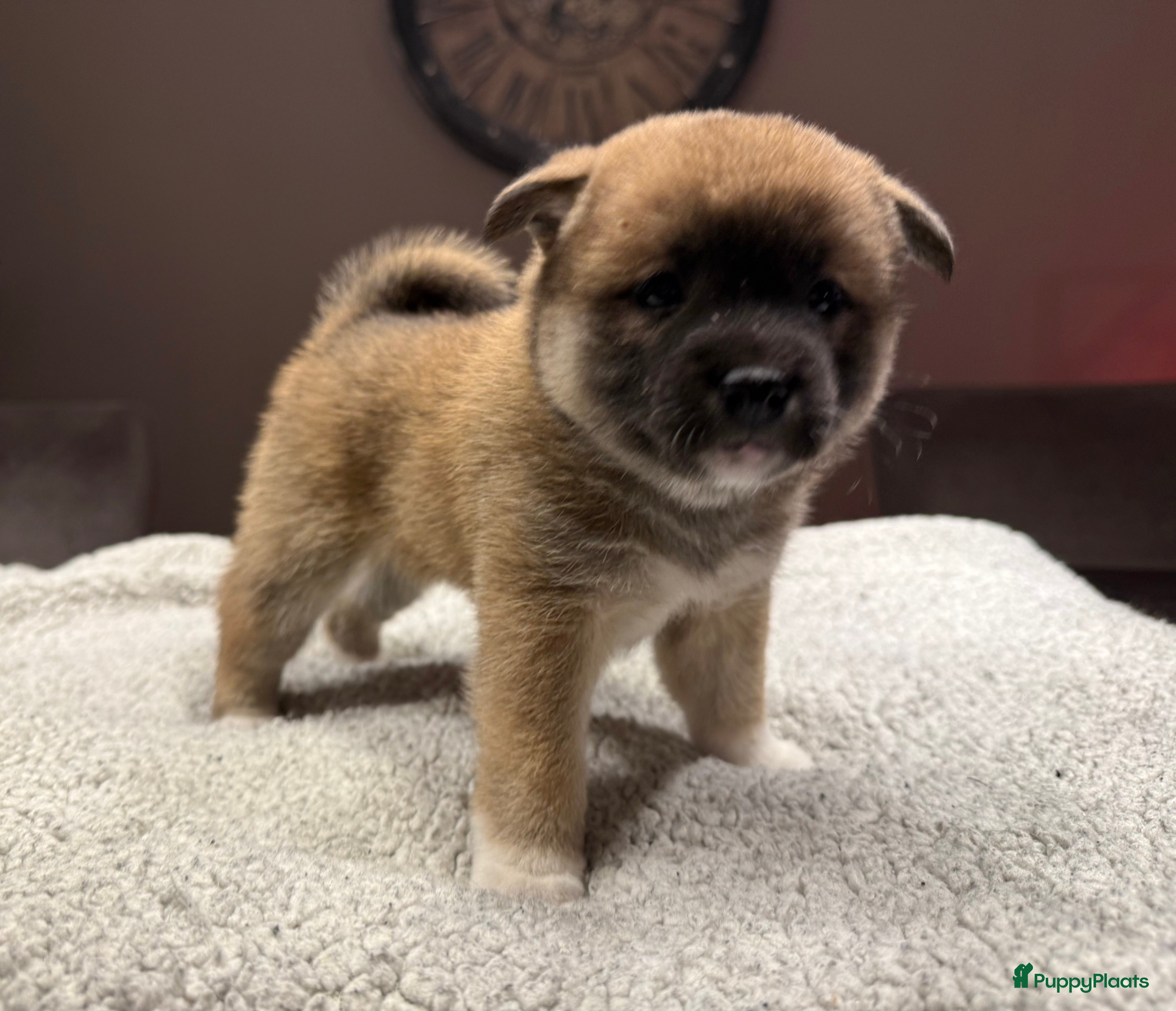 Shiba honden Shiba inu pups - Advertentie 1