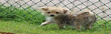 Morkie 1
