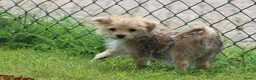 Morkie honden te koop: Leuk Morkie Teefje - Advertentie 9