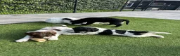 Kruising honden te koop: Kruising pups Doodle x Duitse stadoodle in Broeksterwald - Advertentie 6