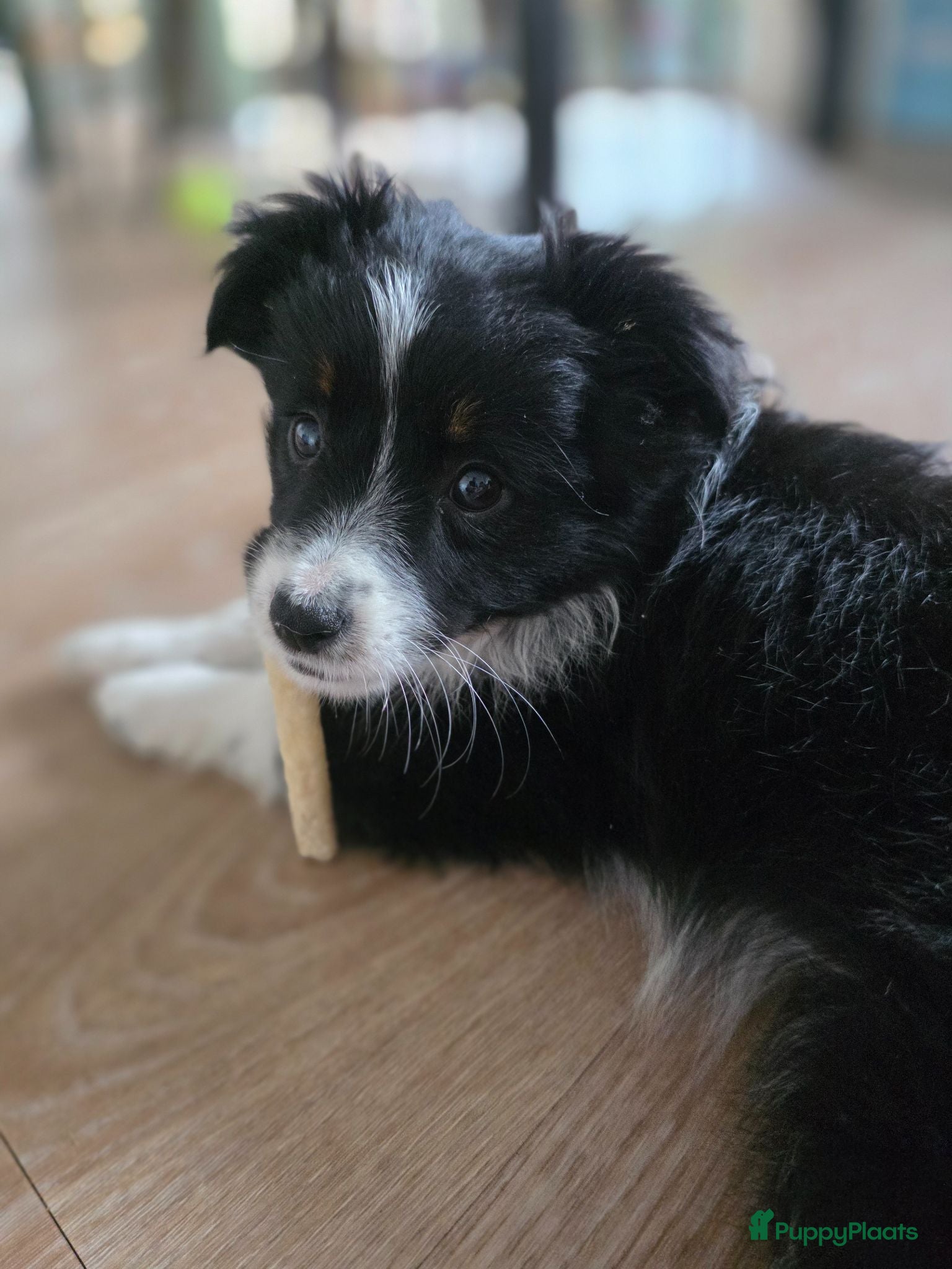 Miniature American Shepherd honden Miniature American Shepherd puppy (10 weeks)  - Advertentie 1