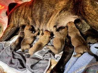 Bullmastiff honden Bullmastiff - Advertentie 12