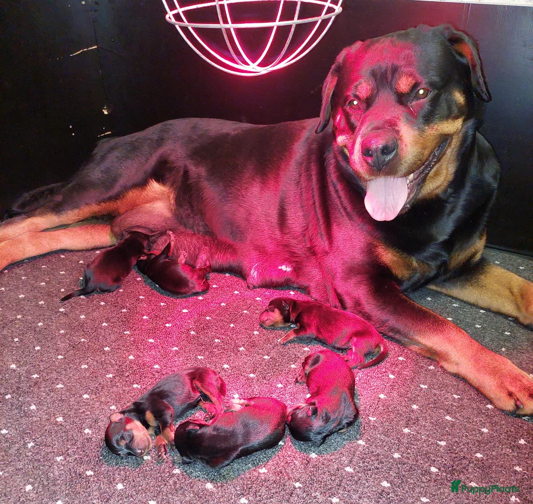 Rottweiler honden te koop: Rottweiler pup teef  - Advertentie 1