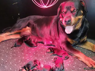 Rottweiler honden Rottweiler pup teef - Advertentie 3