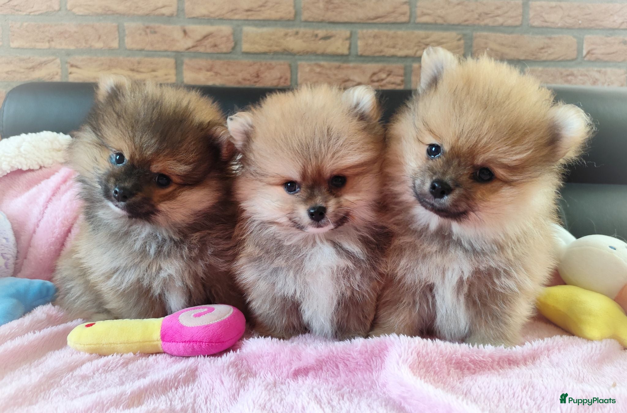 Pomeriaan honden Drie zeer schattige mini bearface pomeranian pups! - Advertentie 1