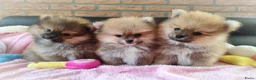 Pomeriaan honden te koop: Drie zeer schattige mini bearface pomeranian pups! - Advertentie 1