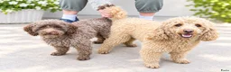 Maltipoo honden te koop: Maltipoo  - Advertentie 8