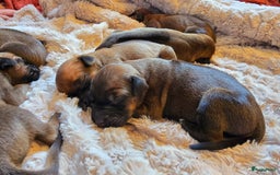 Rhodesian Ridgeback honden te koop: Rhodesian Ridgeback pups+stamboom 2reutjes 8weken  in Wierden - Afbeelding 17