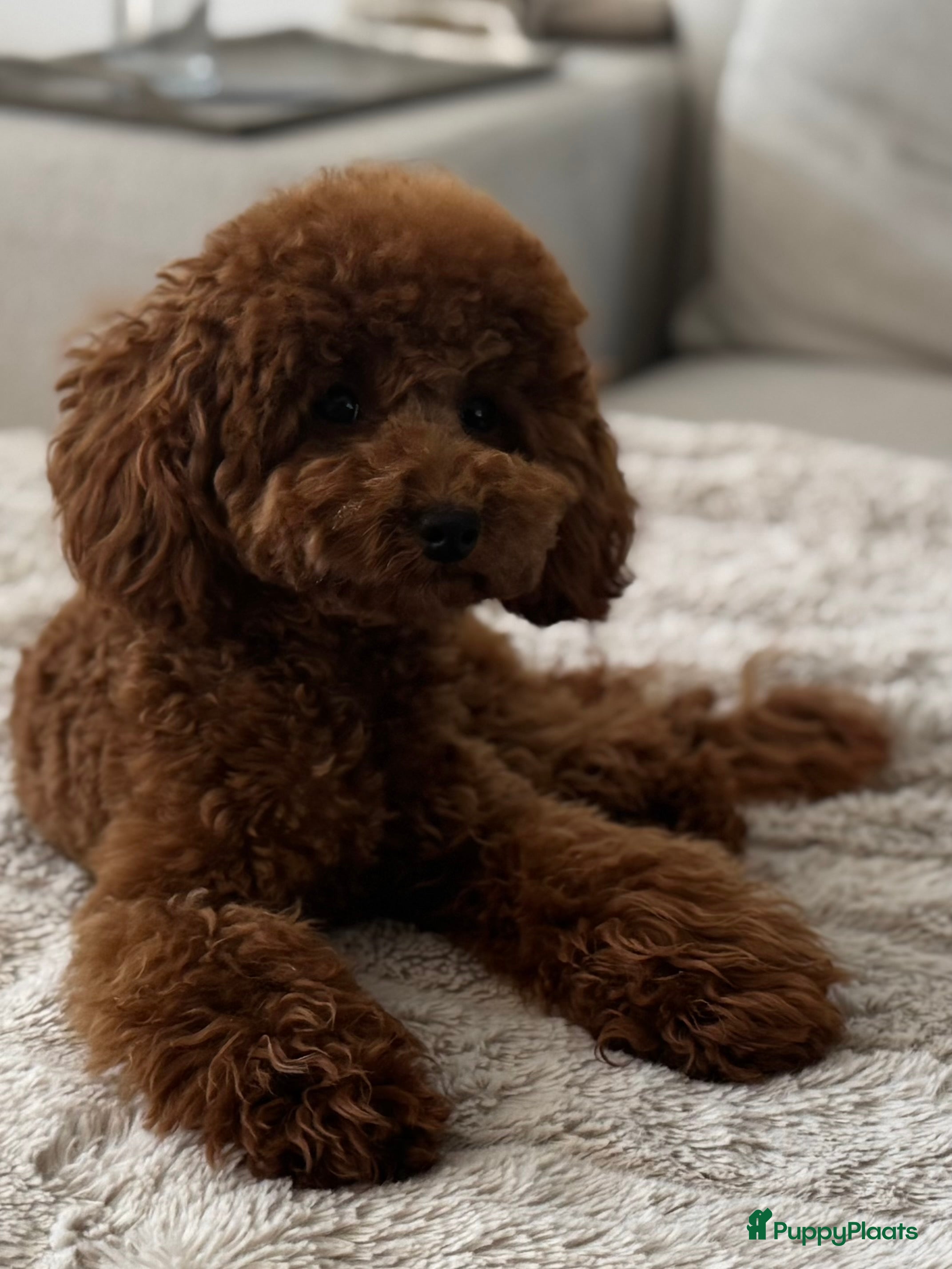 Poedel Toy honden Toypoedel Dek Reu  - Advertentie 18