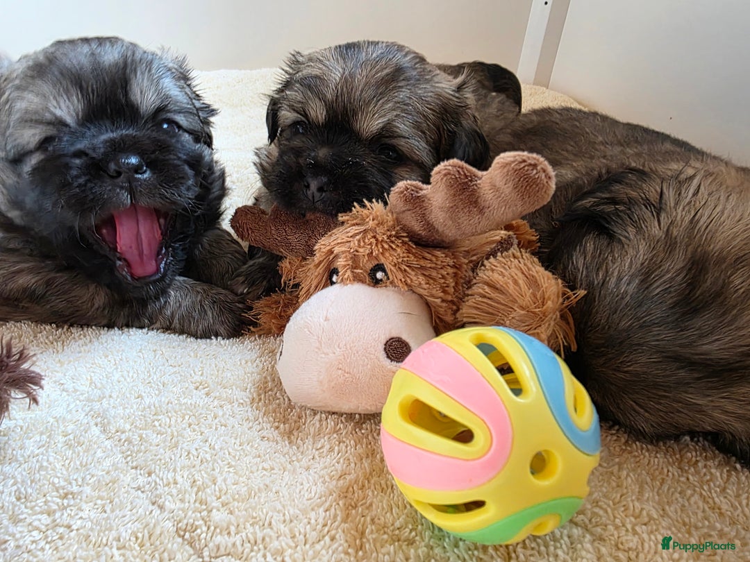 Tibetaanse Spaniel honden te koop: Tibetaanse spaniel pups beschikbaar (Groningen) - Advertentie 7