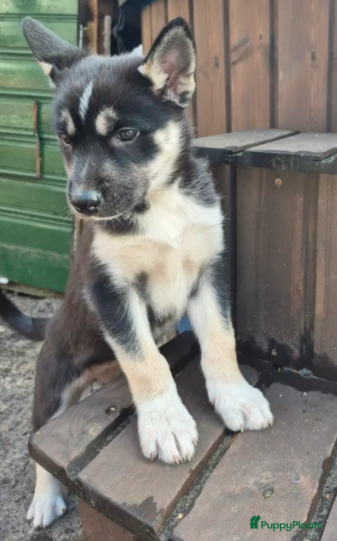 Siberische Husky honden te koop: Prachtige Husky pups - Advertentie 5