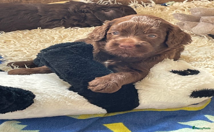 Labradoodle honden - Advertentie 1