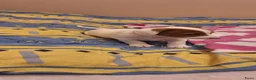 Poedel Toy honden te koop: Jack Russell Terrier pups beschikbaar - Advertentie 3