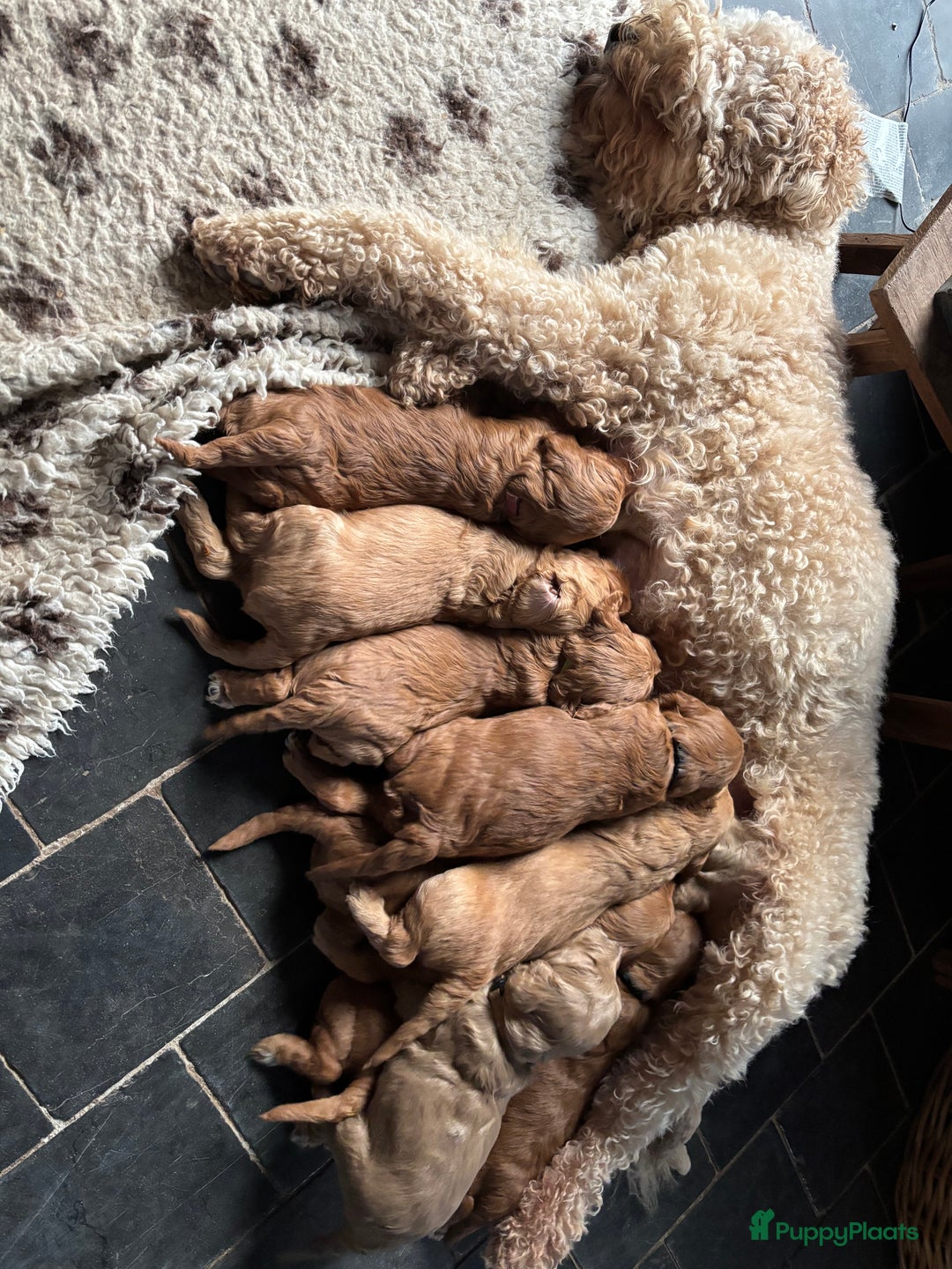 Labradoodle honden te koop: Labradoodle pups - Advertentie 7