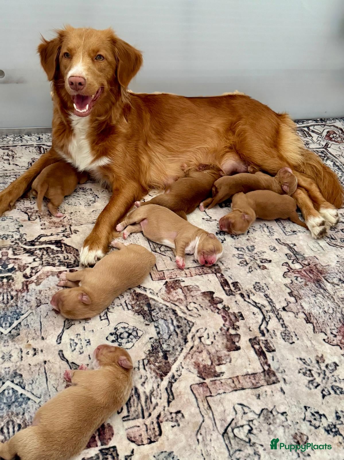 Nova Scotia Duck Tolling Retriever honden reutje Nova scotia duck tolling retriever FCI - Advertentie 1