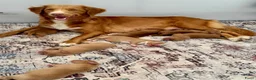 Nova Scotia Duck Tolling Retriever honden te koop: reutje Nova scotia duck tolling retriever FCI - Advertentie 1