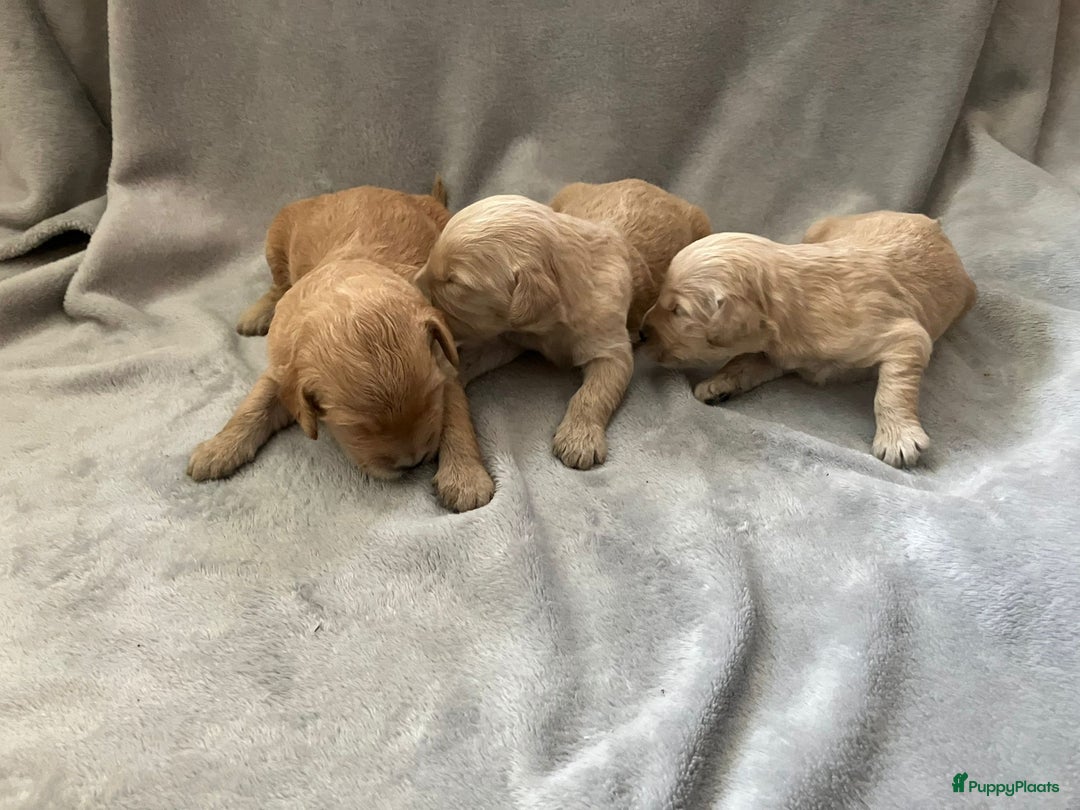 Goldendoodle honden te koop: F1 Goldendoodle pups - Afbeelding 18