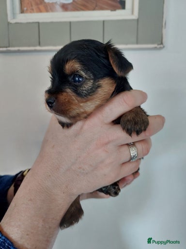 Galerij afbeelding {{count}}