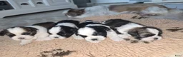 Shih Tzu honden te koop: Te koop raszuivere shih-tzu pup met fci stamboom  - Advertentie 8