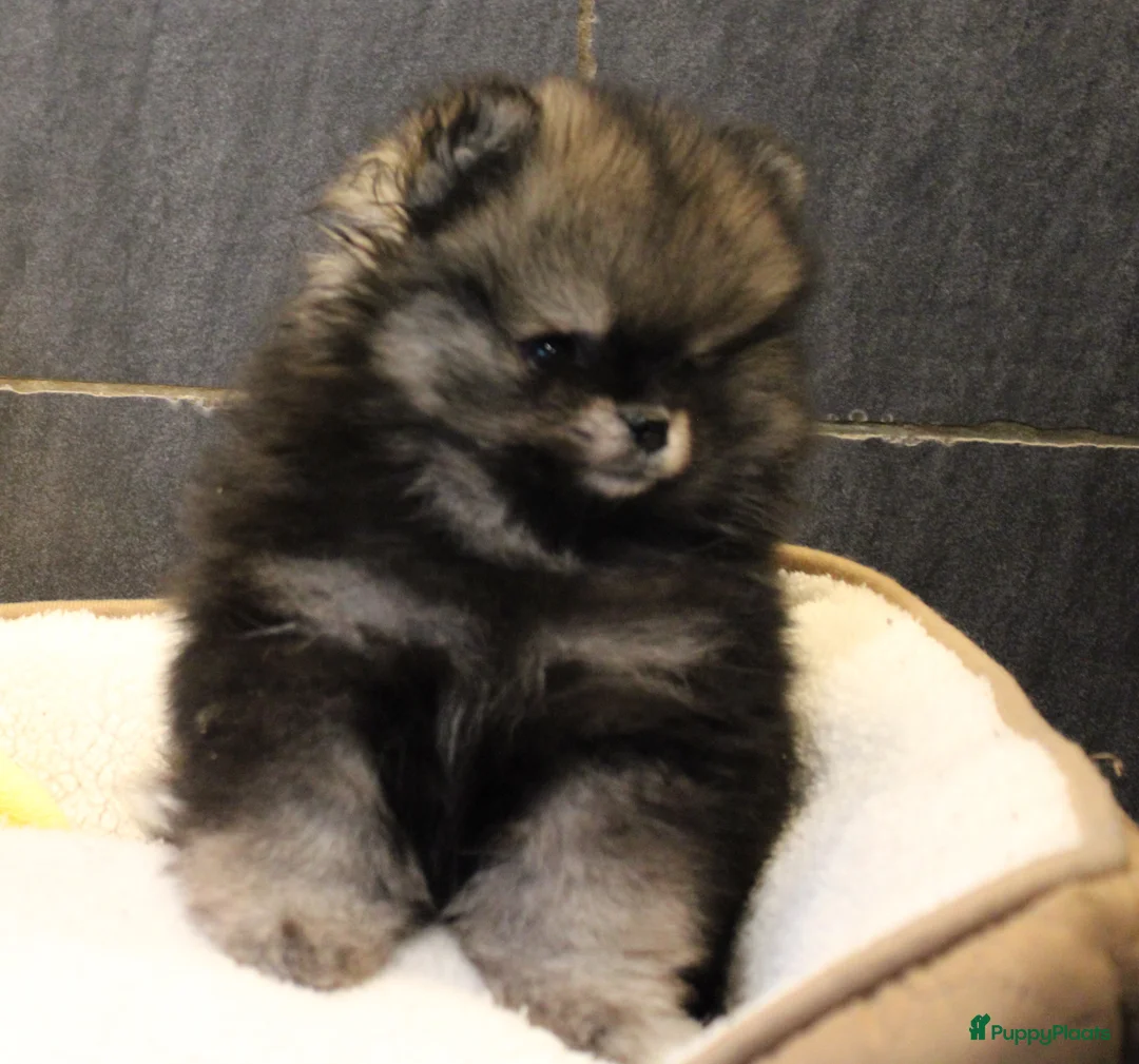 Pomeriaan honden te koop: Pomeriaan pups - Advertentie 22