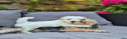 Morkie honden te koop: Zeer mooie witte Morkie pups reutjes in Groningen - Advertentie 19