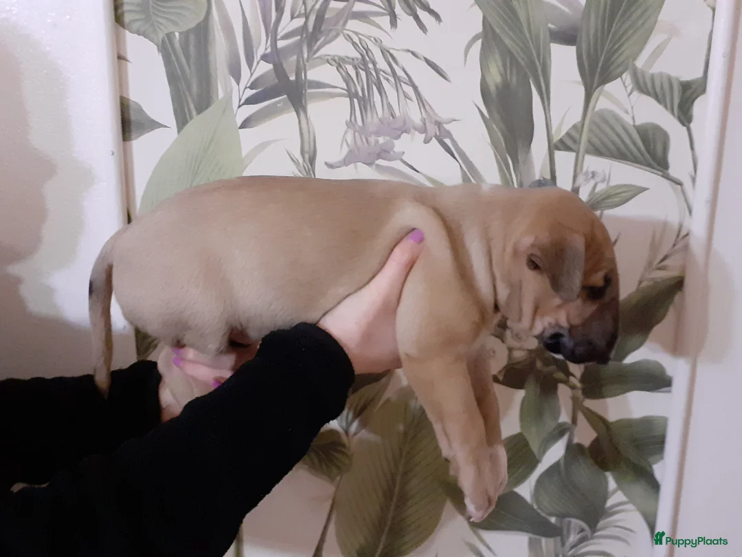 Bull Terriër honden te koop: deze 4 kanjers zijn op zoek naar gouden mandje - Advertentie 5