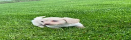 Teckel (langhaar) honden te koop: Langharige kleurrijke teckel pups blond/cream - Advertentie 6