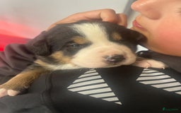 Kruising honden te koop: Berner Sennen x Zwitserse Sennen pups - Afbeelding 16