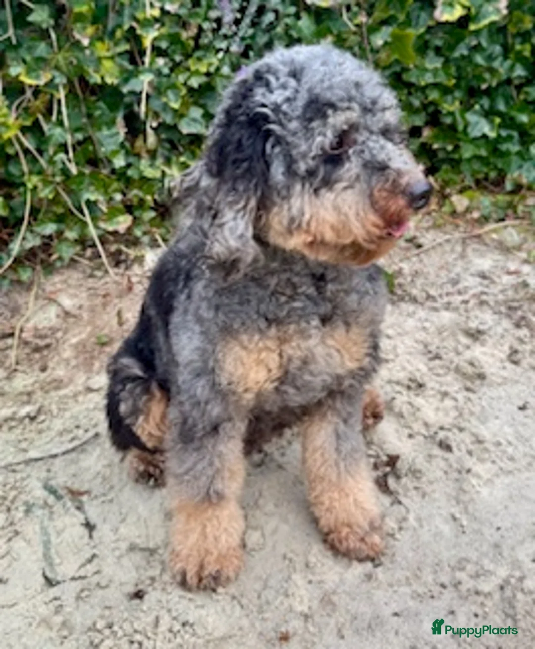 Australian Labradoodle honden te koop: Te koop mini Australian LAbradoodles - Advertentie 6