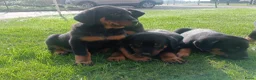 Beauceron honden te koop: Gezinshond Beauceron  in Strijbeek - Advertentie 4