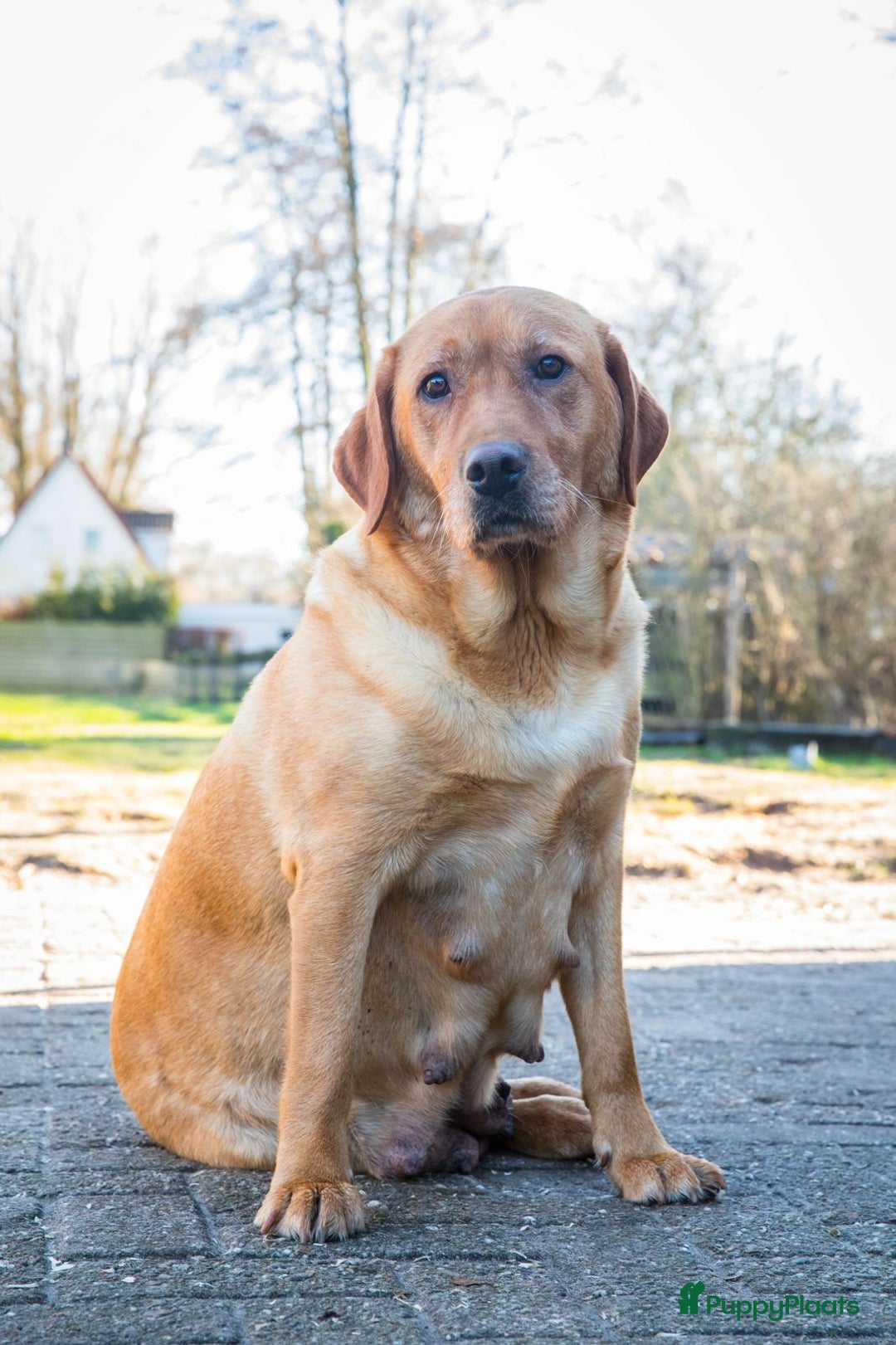 Labrador Retriever honden te koop: Redfox labradorpups  - Advertentie 14