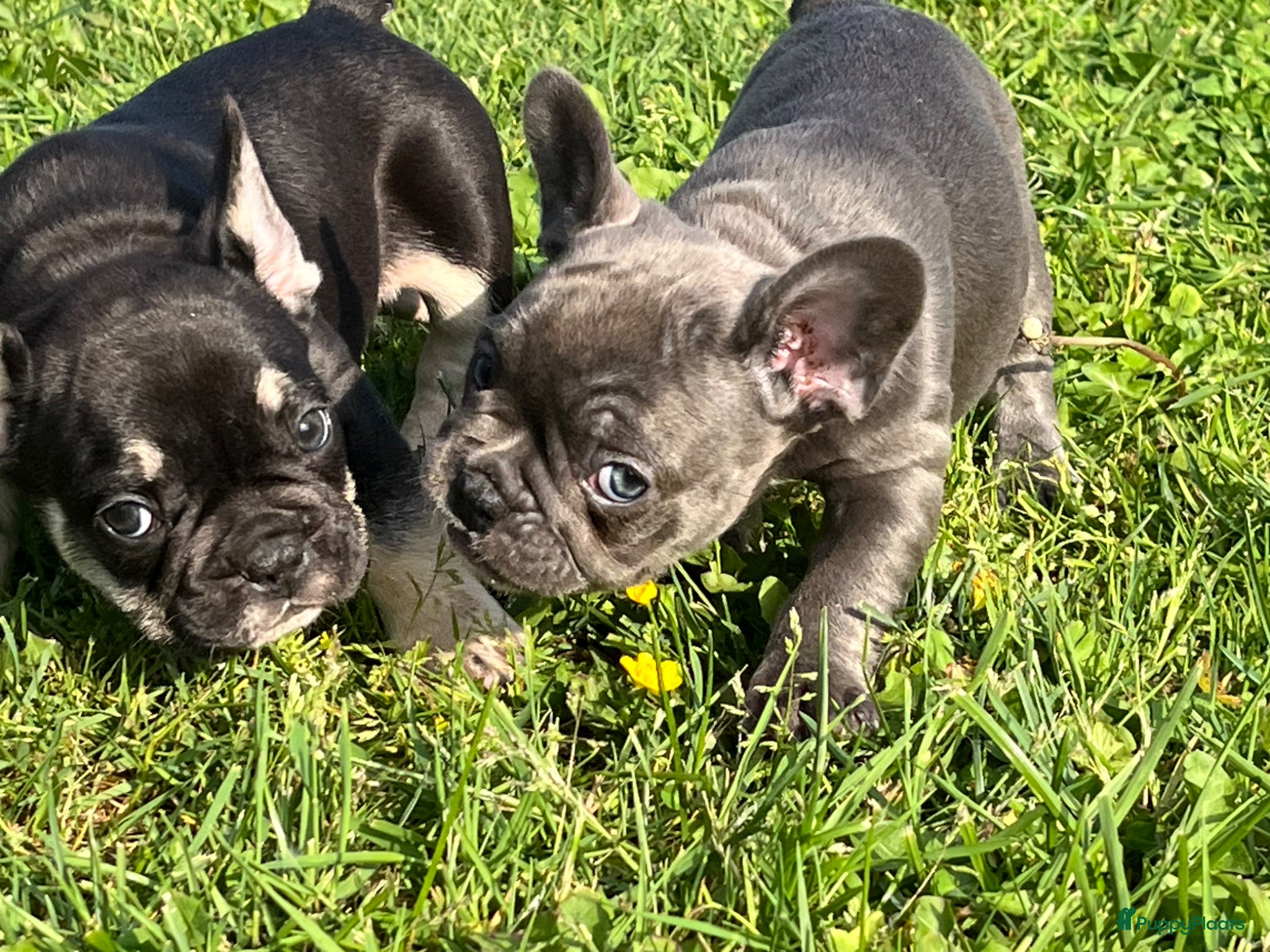 Franse Bulldog honden Franse Bulldog pups goed opgevoed België  - Advertentie 2