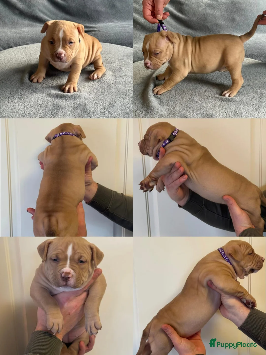 Amerikaanse Bully honden te koop: Amerikaanse Bully (Standaard) - Advertentie 2