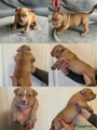 Amerikaanse Bully litterManagement:puppy 4