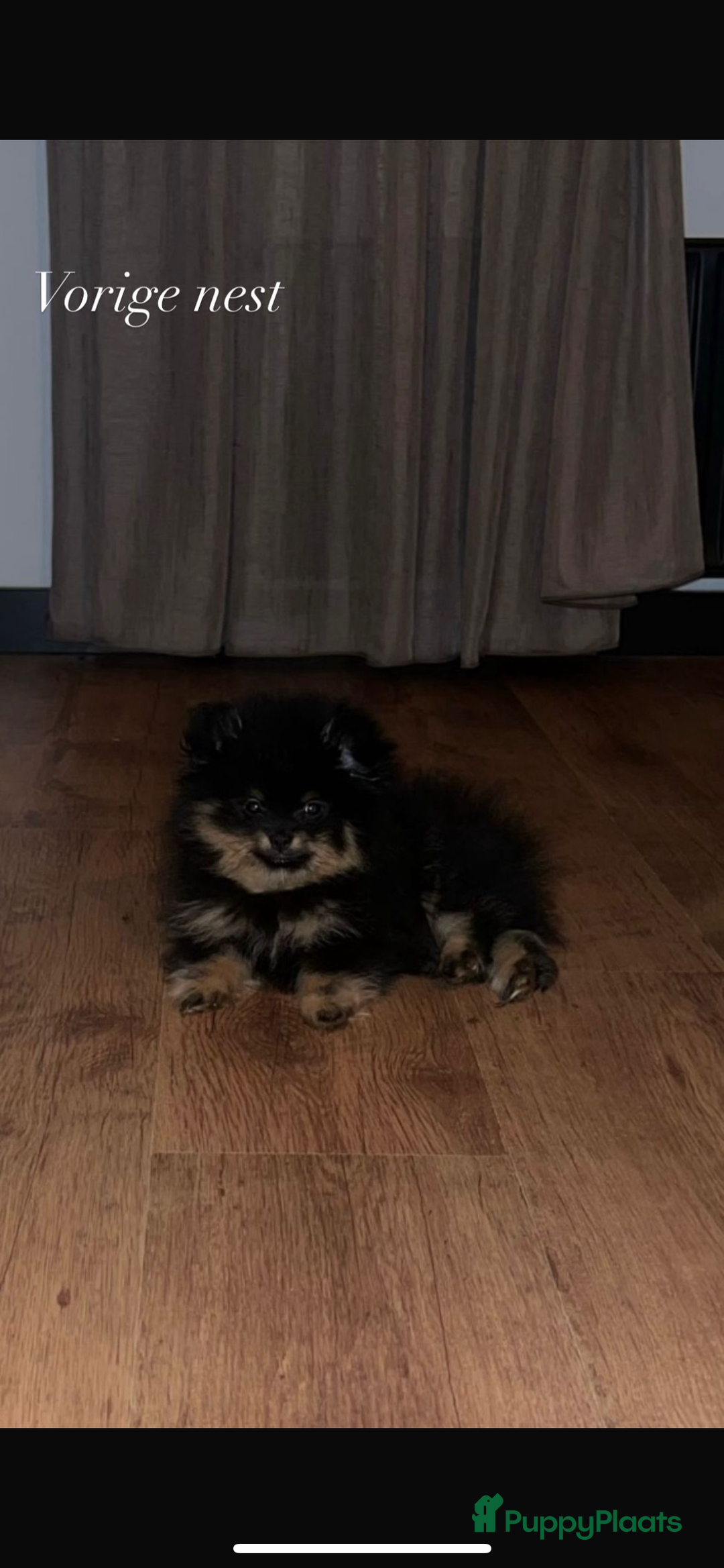 Pomeriaan honden te koop: Pomeriaan pups  - Afbeelding 5