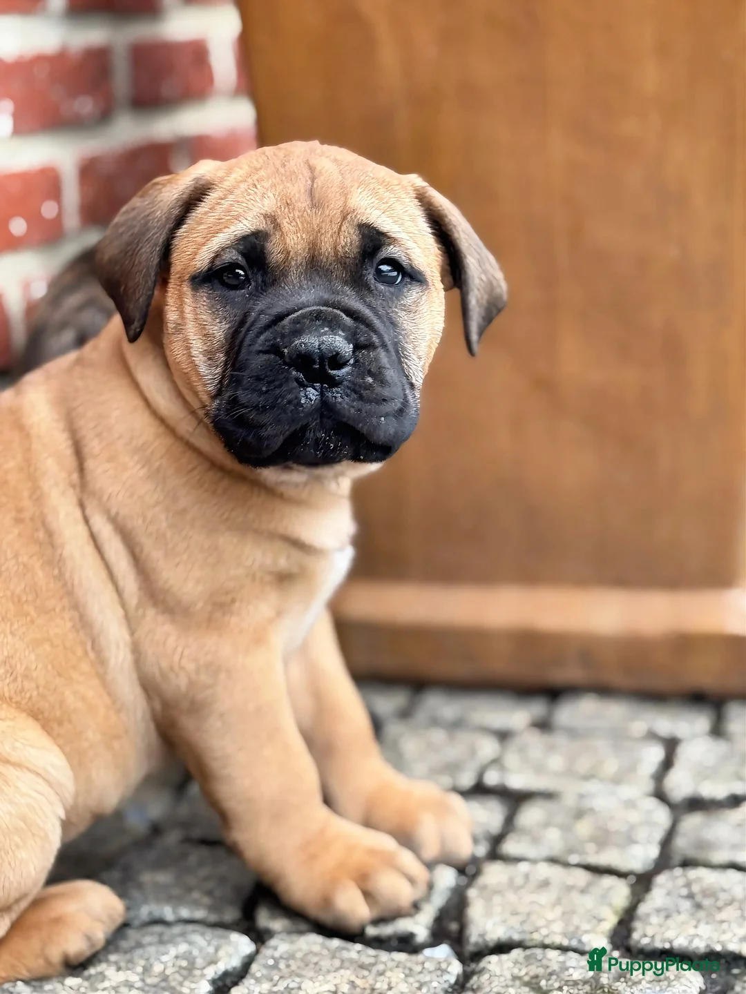Bullmastiff honden te koop: Bullmastiff  - Advertentie 15