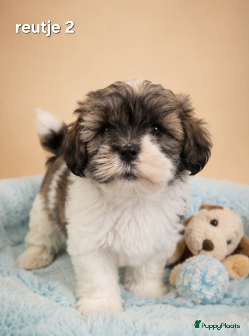Boomer honden Super mooie boomer pups. Shih tzu  - Advertentie 2