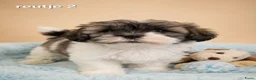 Boomer honden te koop: Super mooie boomer pups. Shih tzu  - Advertentie 14