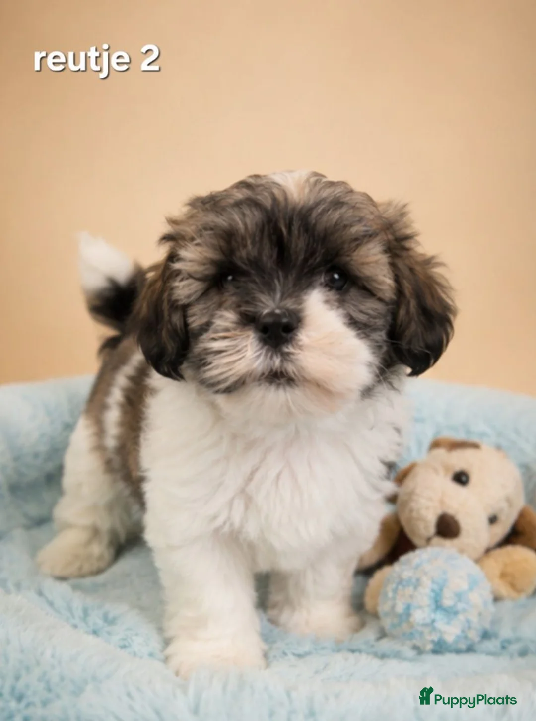 Boomer honden te koop: Super mooie boomer pups. Shih tzu  - Advertentie 2