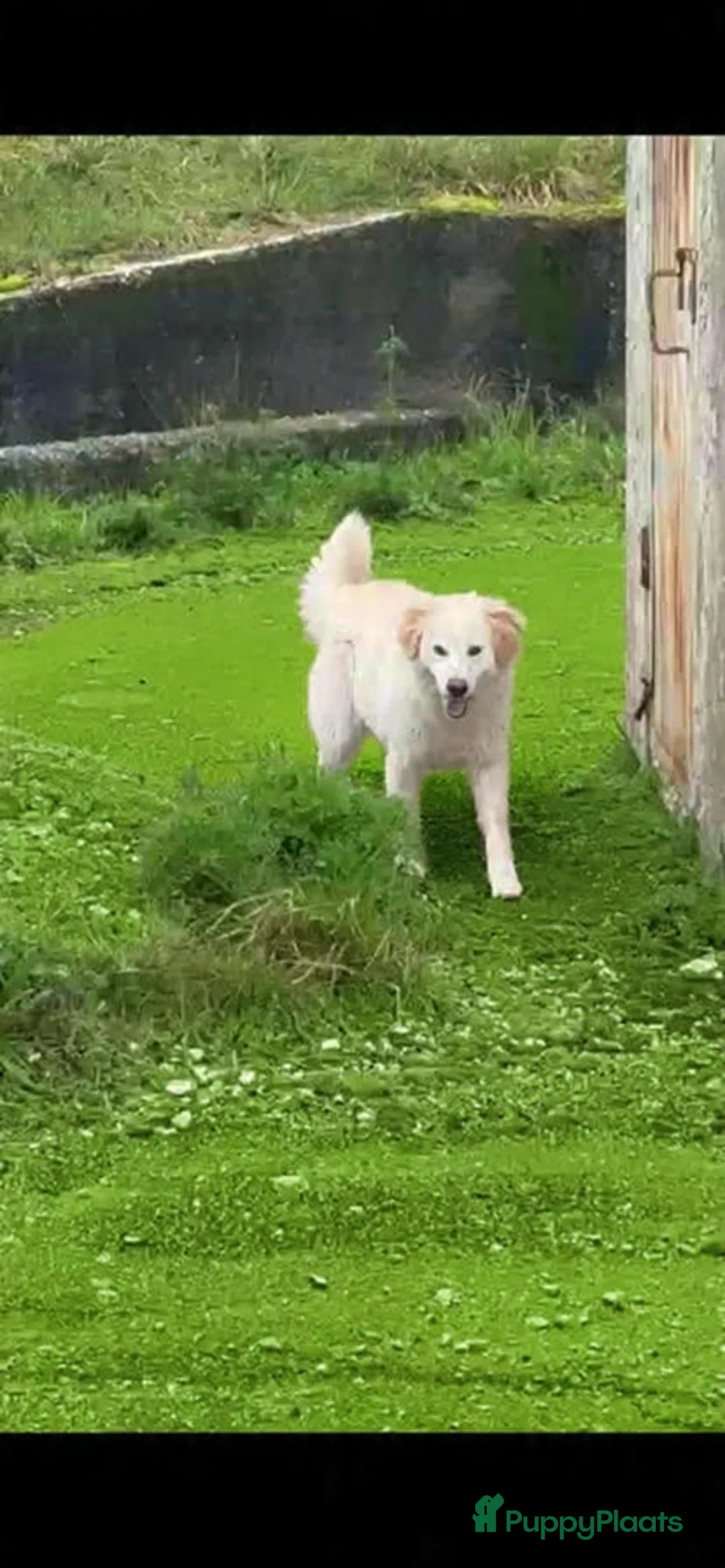 Kruising honden te koop: Deze italiaanse zusjes zoeken baasjes - Advertentie 7