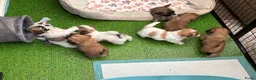 Malshi honden te koop: Liefdevol opgevoede Malshi puppy’s 🐾 Boomer puppy - Advertentie 13