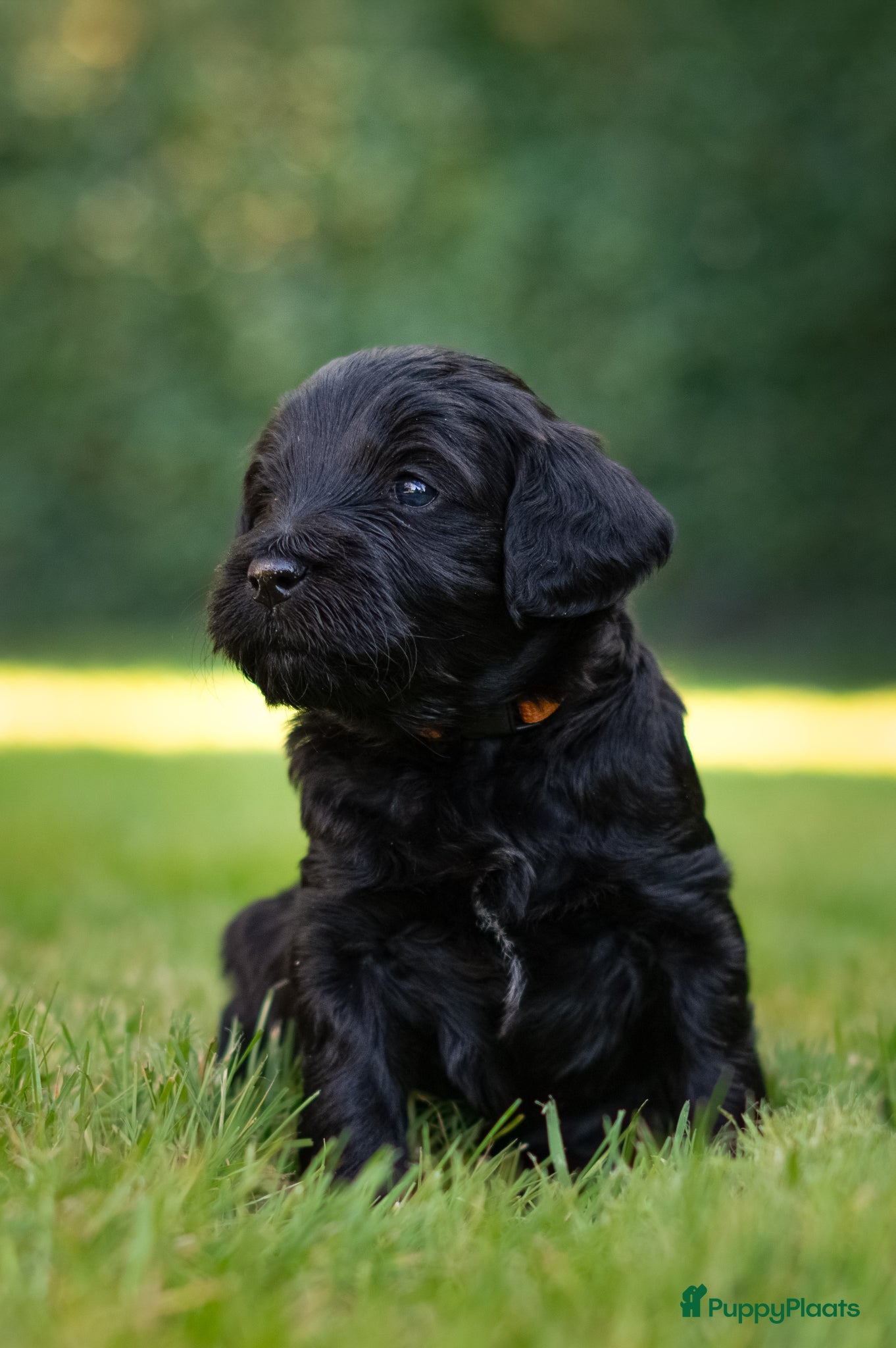 Labradoodle honden te koop: Prachtige Labradoodle pups mogen verhuizen  - Advertentie 20