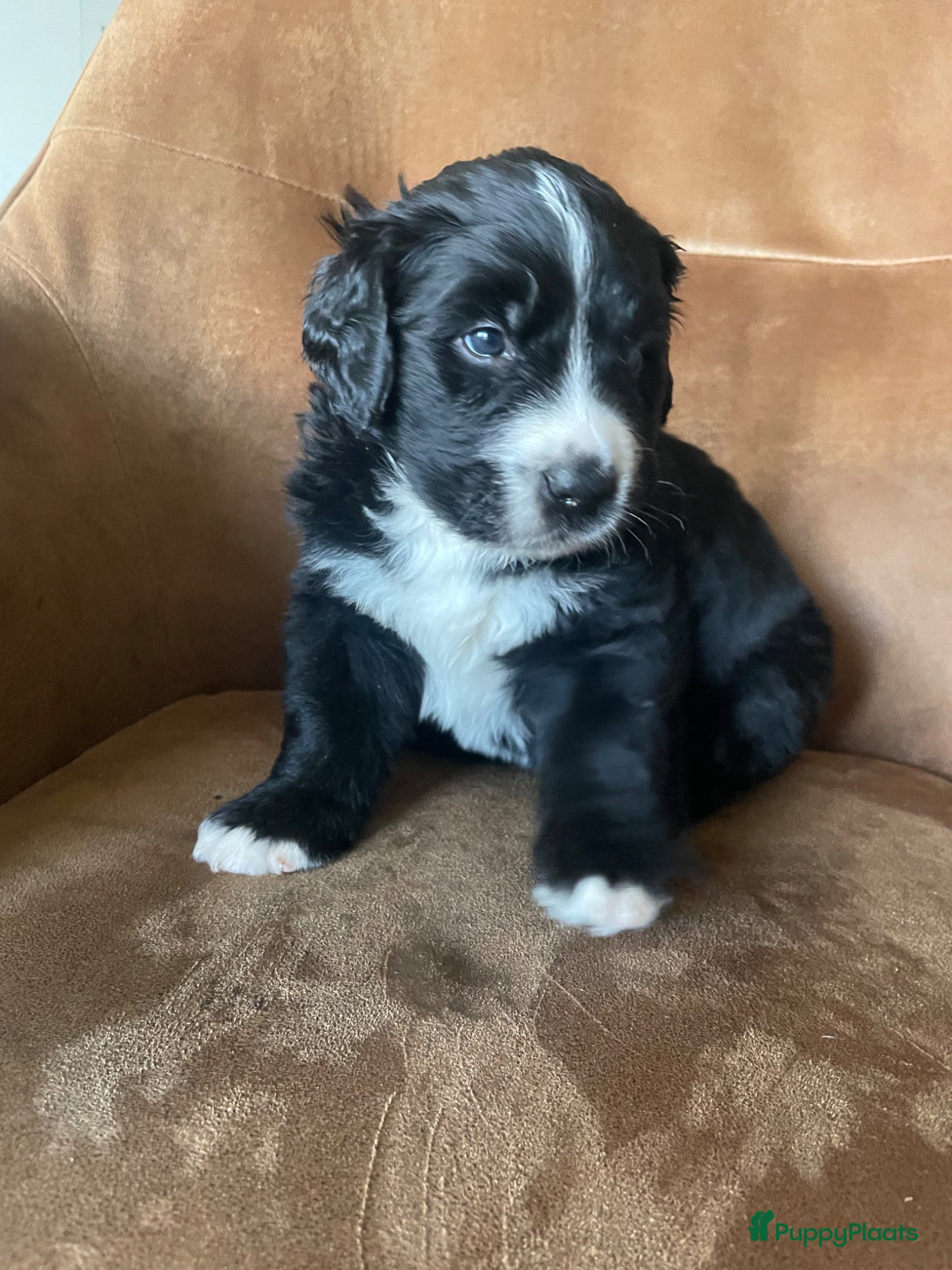 Kruising honden Boulab pups kruising labrador x Berner sennen - Advertentie 18