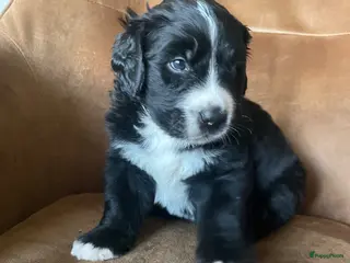 Kruising honden Boulab pups kruising labrador x Berner sennen - Advertentie 18