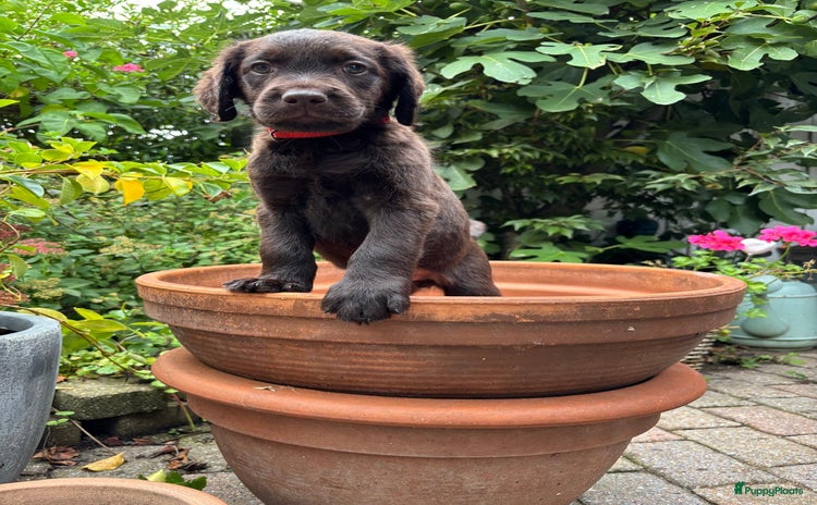 Labradoodle honden - Advertentie 5