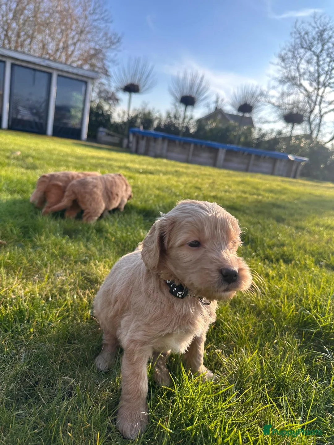 Kruising honden te koop: Labradoodle x Goldendoodle pups - Advertentie 13