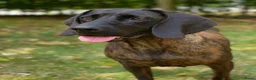 Kruising honden te koop: Bayerische gebirgssweishund - Advertentie 2