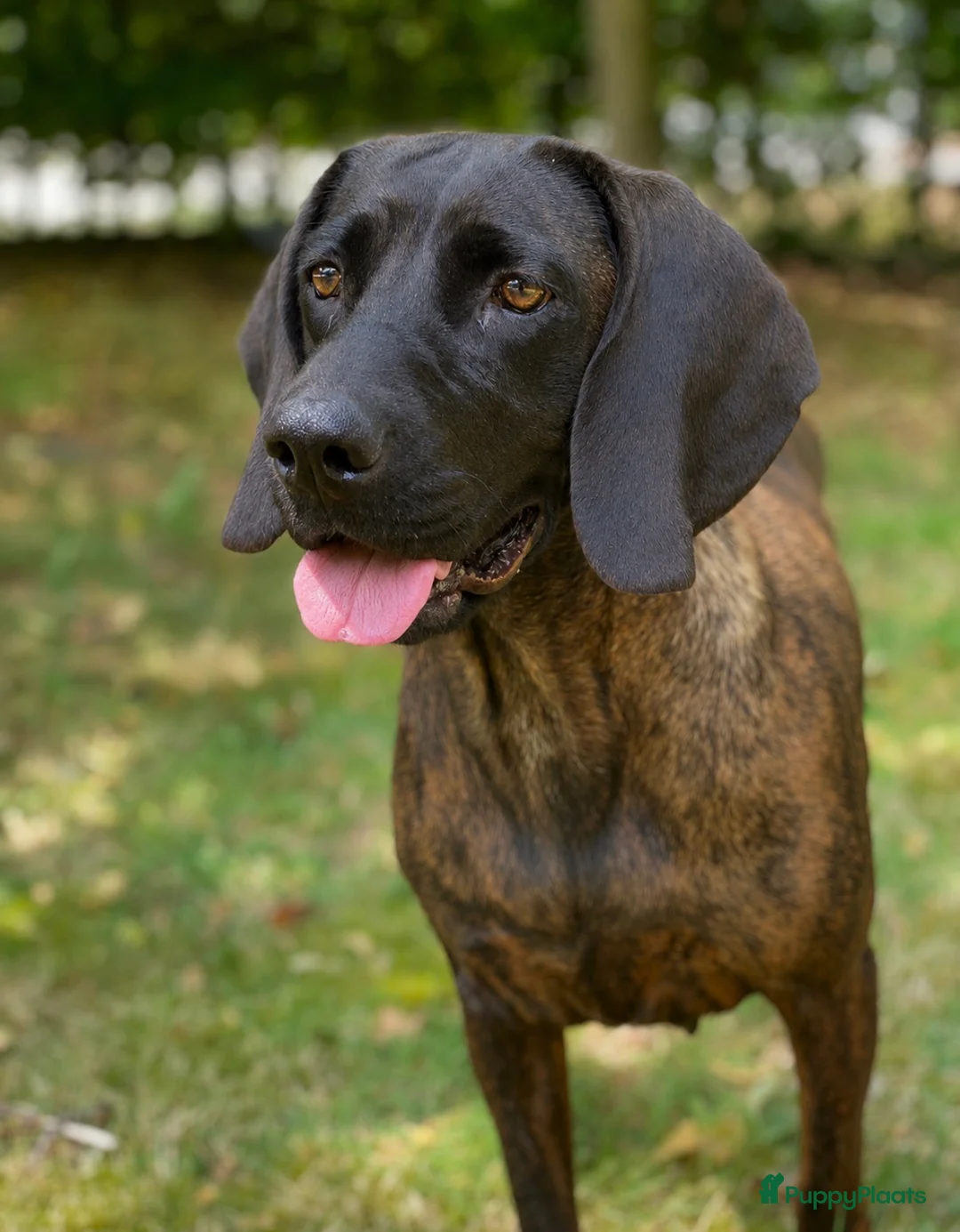 Kruising honden te koop: Bayerische gebirgssweishund - Advertentie 2