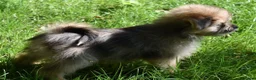 Kruising honden te koop: Prachtige Boomers (Shihtzu/York xJack Russel) - Advertentie 7