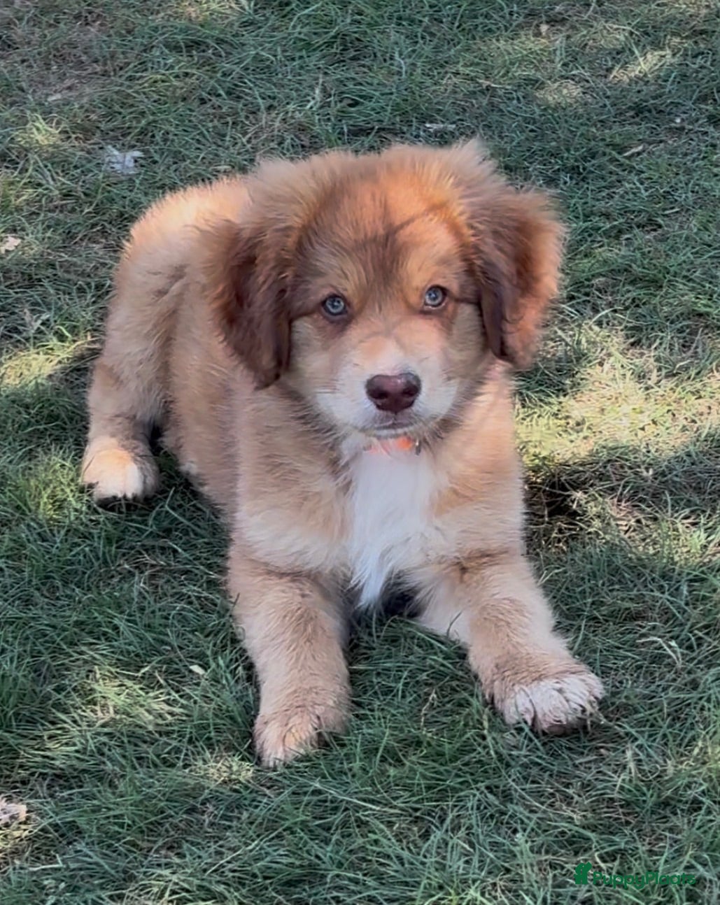Kruising honden Nova scotia duck tolling x Australian shepherd pup - Advertentie 1